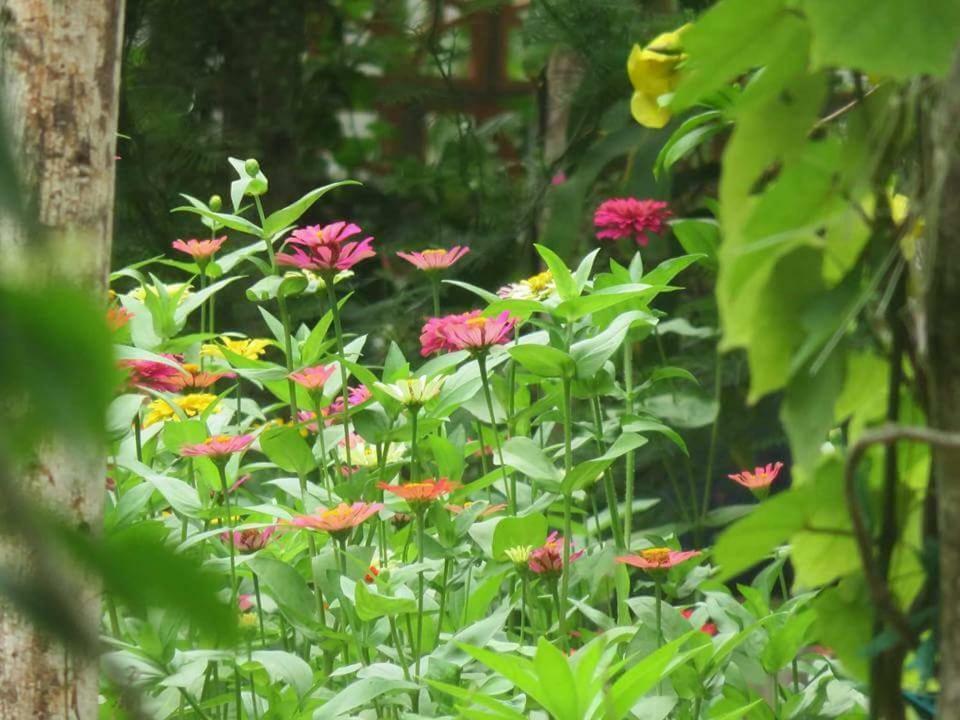 Bach Cuc Homestay Long Hai Eksteriør bilde